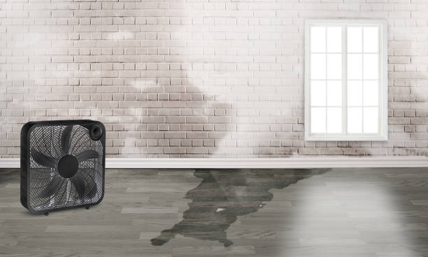 Best Ceiling water damage repair  in Talahi Island, GA